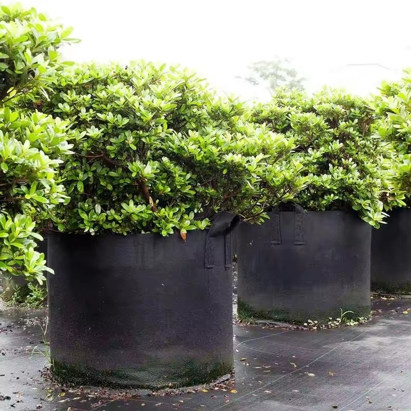 black nonwoven grow bags planted with shrubs outdoors
