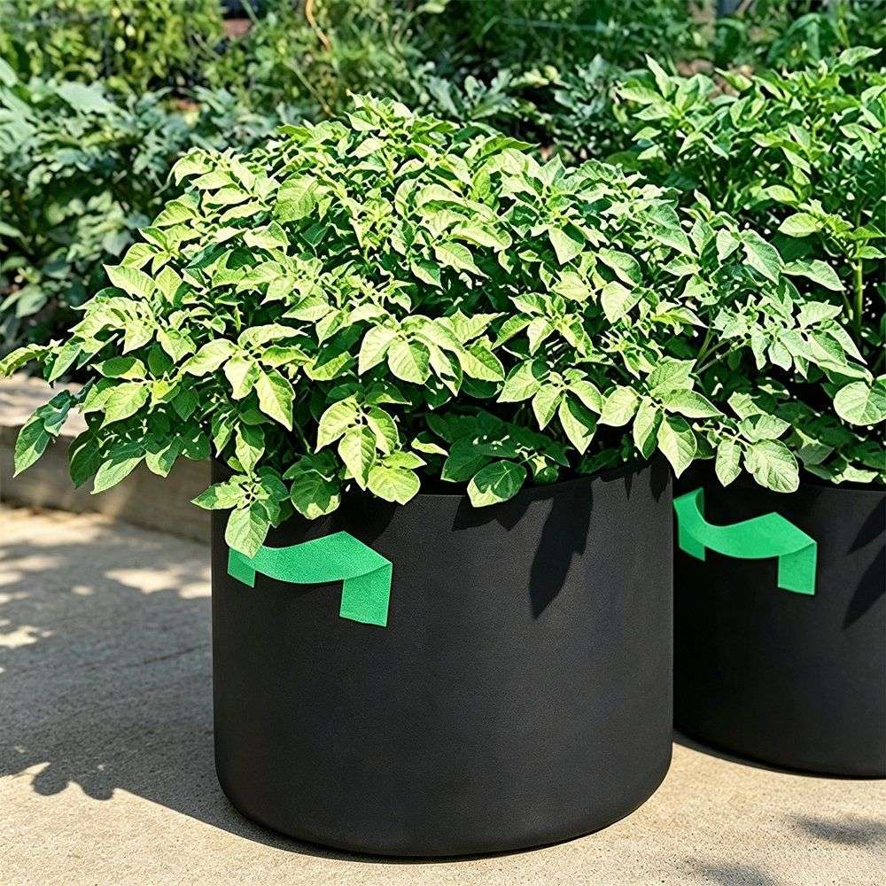 black polyester grow bags with a vigorous leafy plant growing